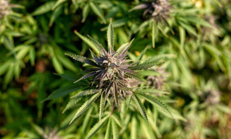 thca flower vs thc flower