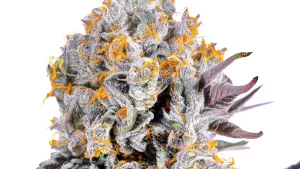 hemp flower online