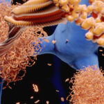Recent Findings About Peptides Compare SARMs Across Different Body Responses